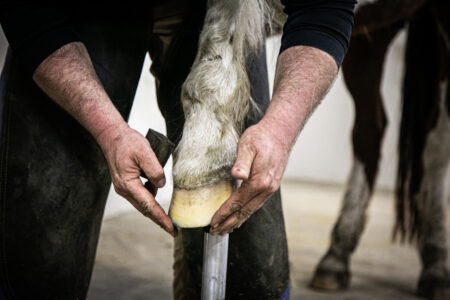 The farrier feels the edges of the hoof.