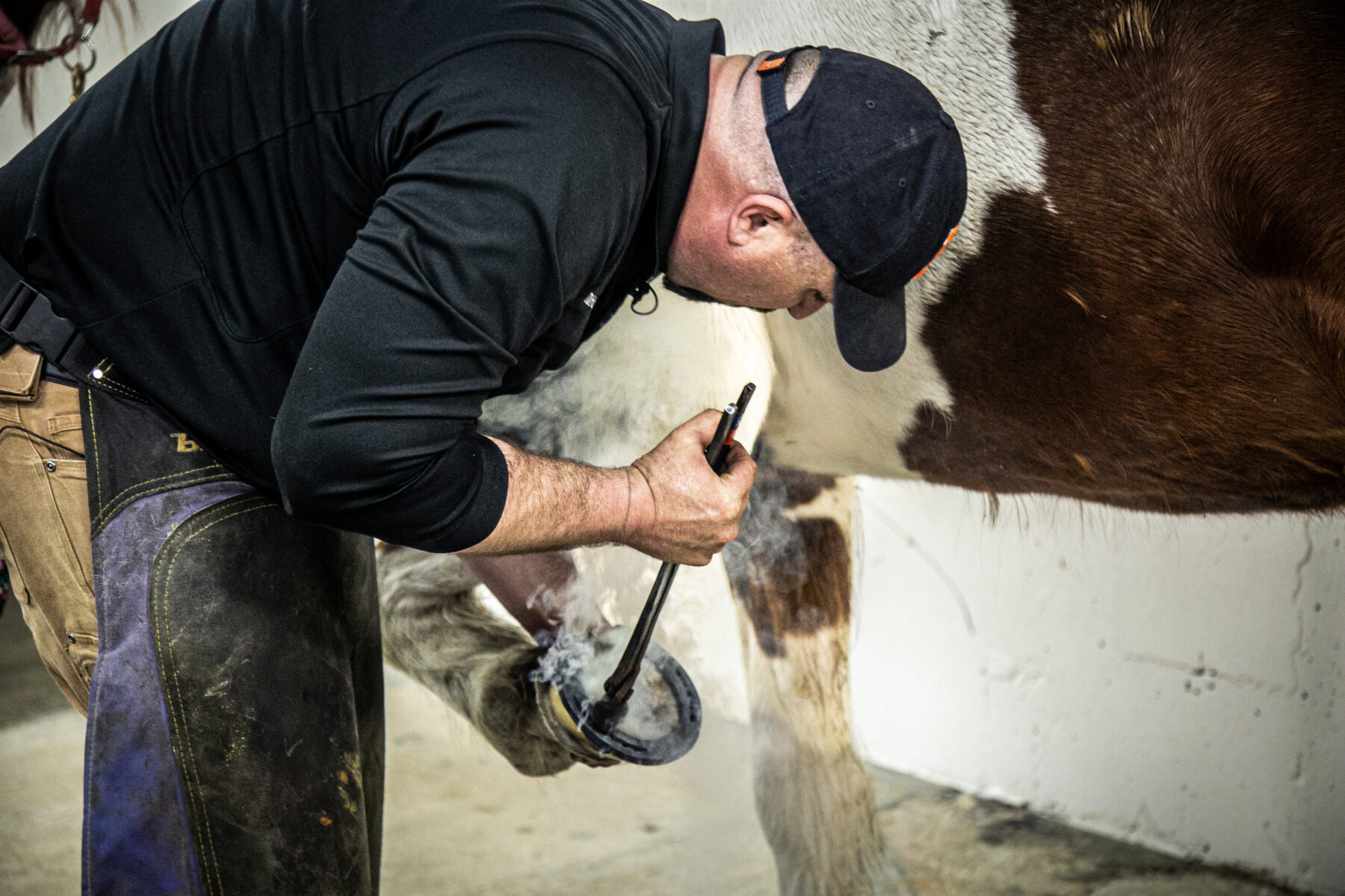 The farrier places the hot shoe on the hoof.