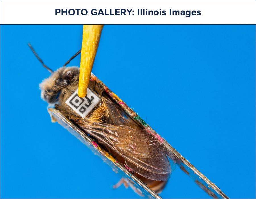 Images of Illinois