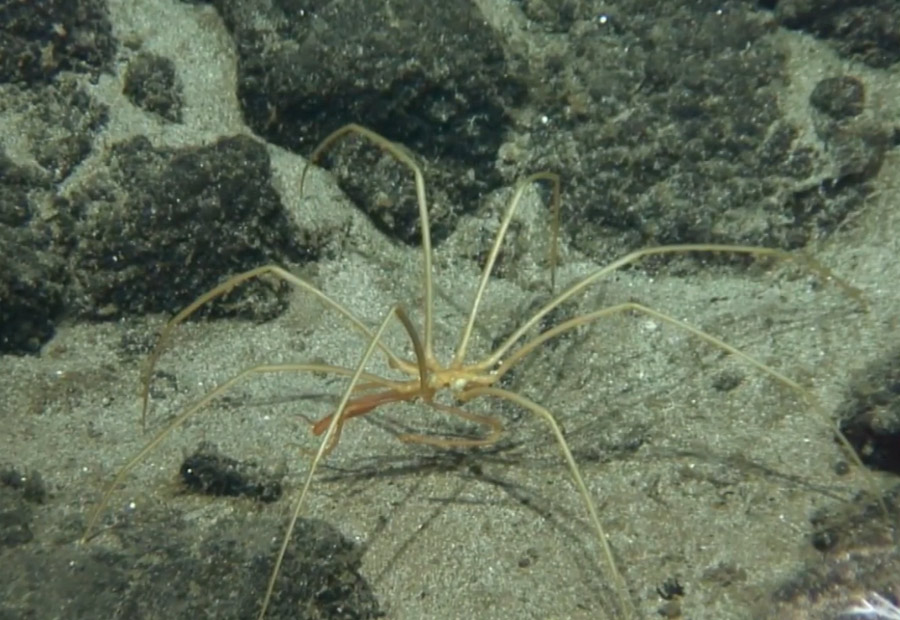 Deep sea spider.
