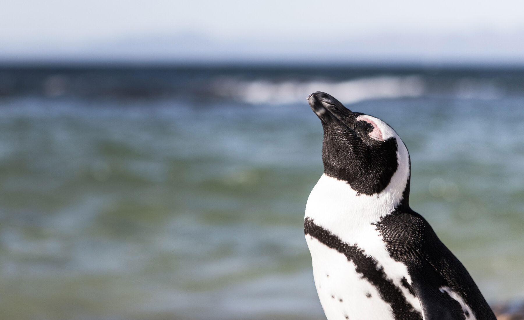 Saving the penguins of Peru – Storied.